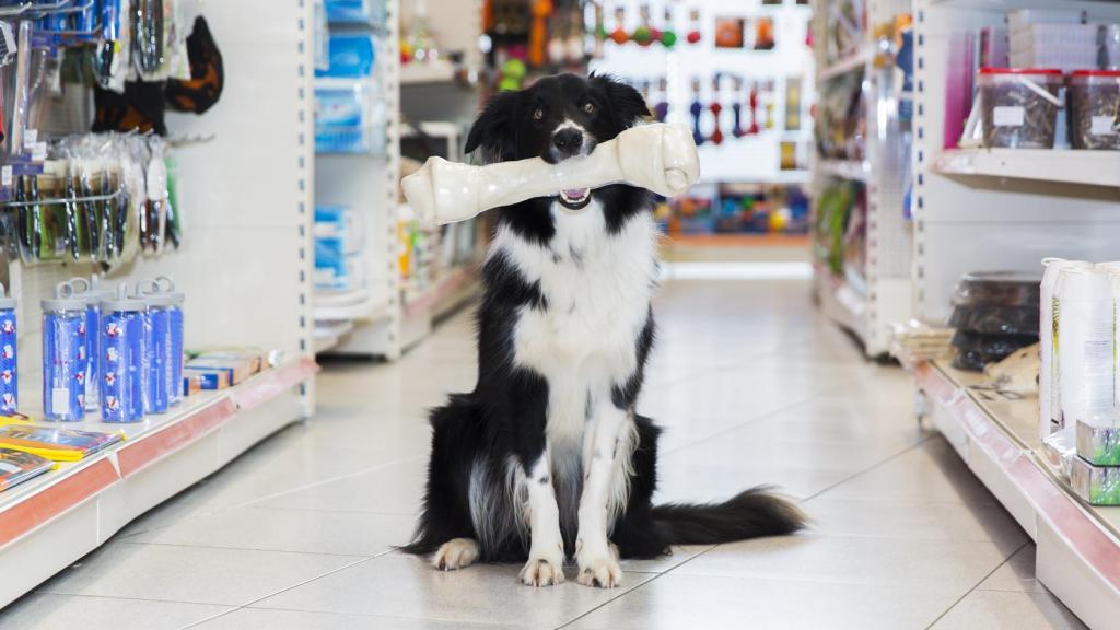 Un perro en una tienda de animales con un hueso en la boca.