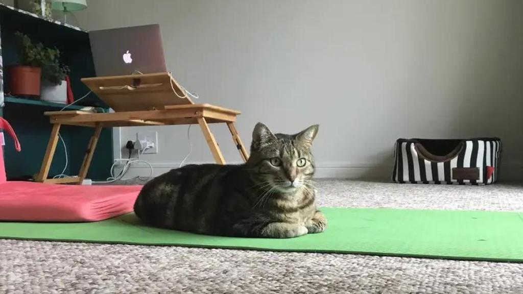 Imagen del gato en la casa sin muebles.