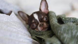 Un chihuaha debajo de una manta.