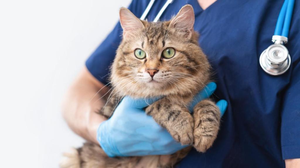 Una veterinaria con un gato en brazos.