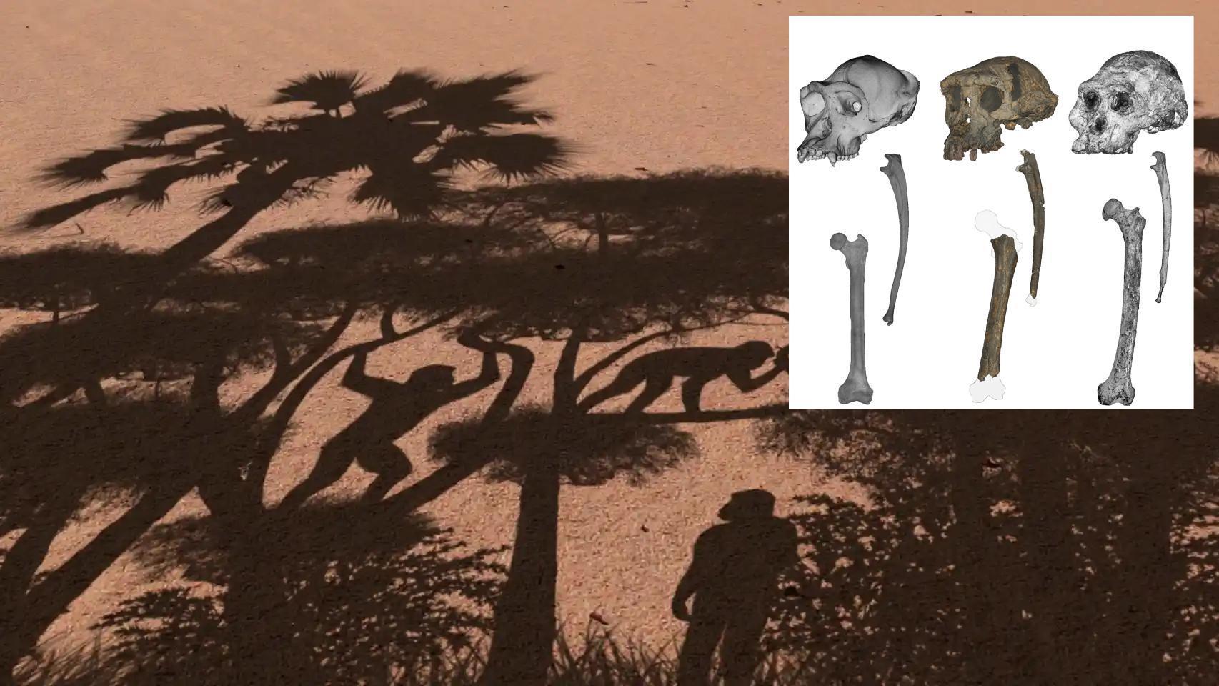 Demuestran que un homínido de hace 7 millones de años era bípedo y lo convierten en el ancestro humano más antiguo