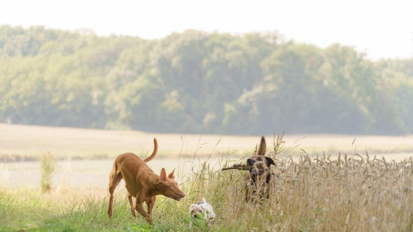Tres perros jugando en DogValley.