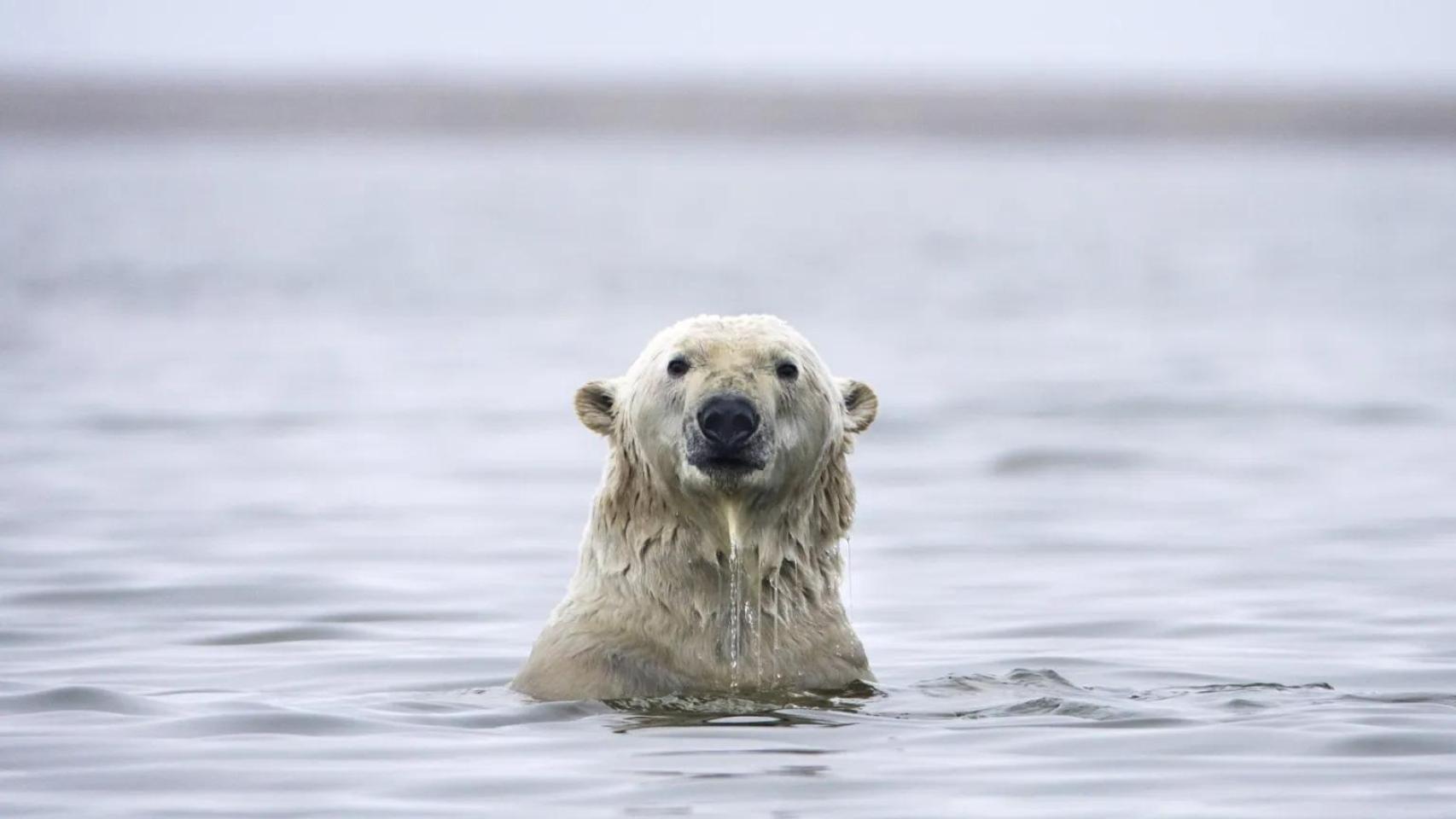 Un oso polar juega en el agua en Groenlandia.