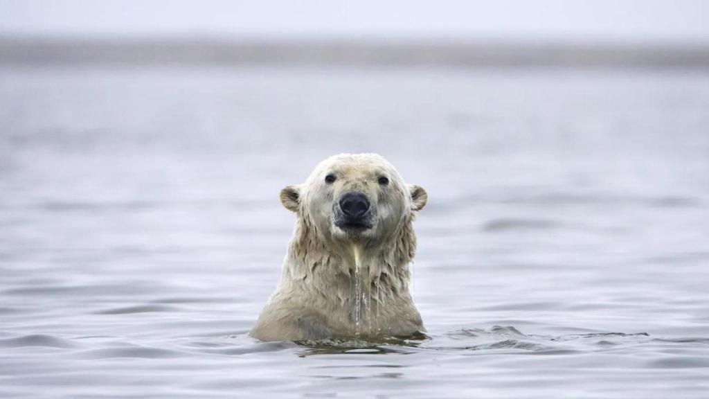 Un oso polar juega en el agua en Groenlandia.