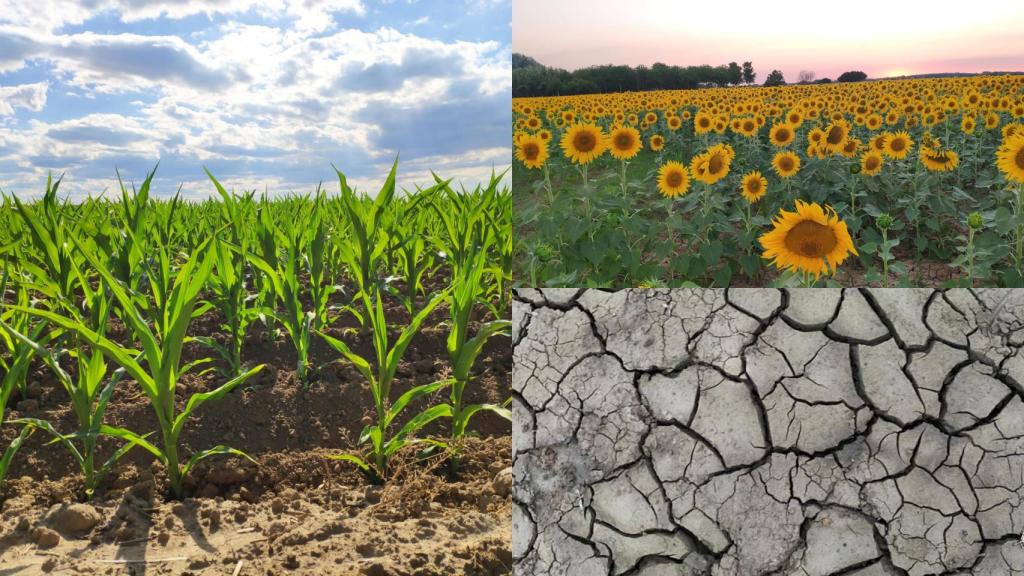 Investigadores de la ULE alertan sobre los costes sociales y económicos de las quiebras agrícolas provocadas por el cambio climático