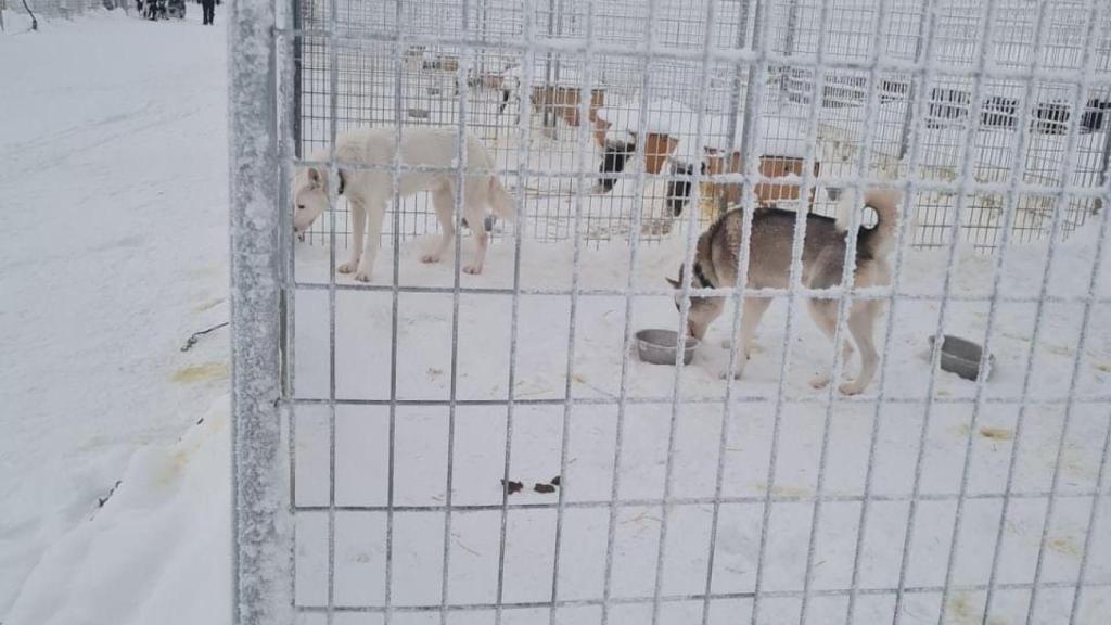 Dos perros en los cheniles en Finlandia cubiertos de nieve.