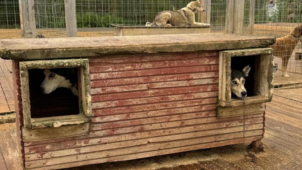 Dos perros cerrados en casetas de madera en Finlandia.