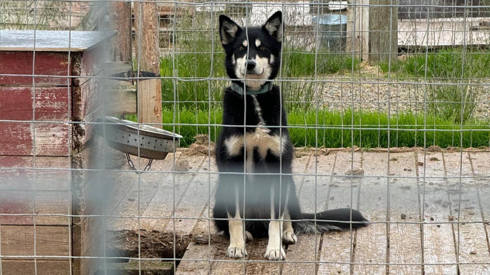 Un perro destinado al trineo, cerrado en un chenil donde pasa toda su vida.