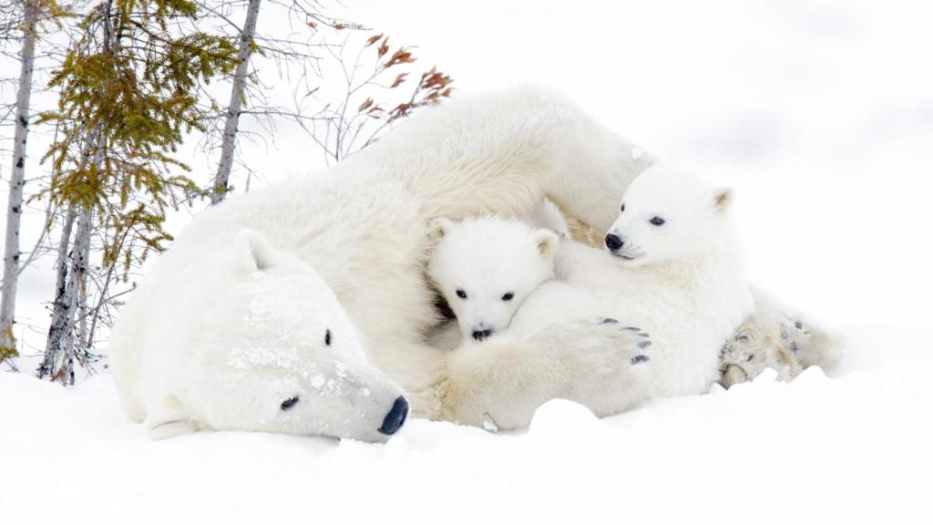 Imagen de archivo de una osa polar con sus oseznos.