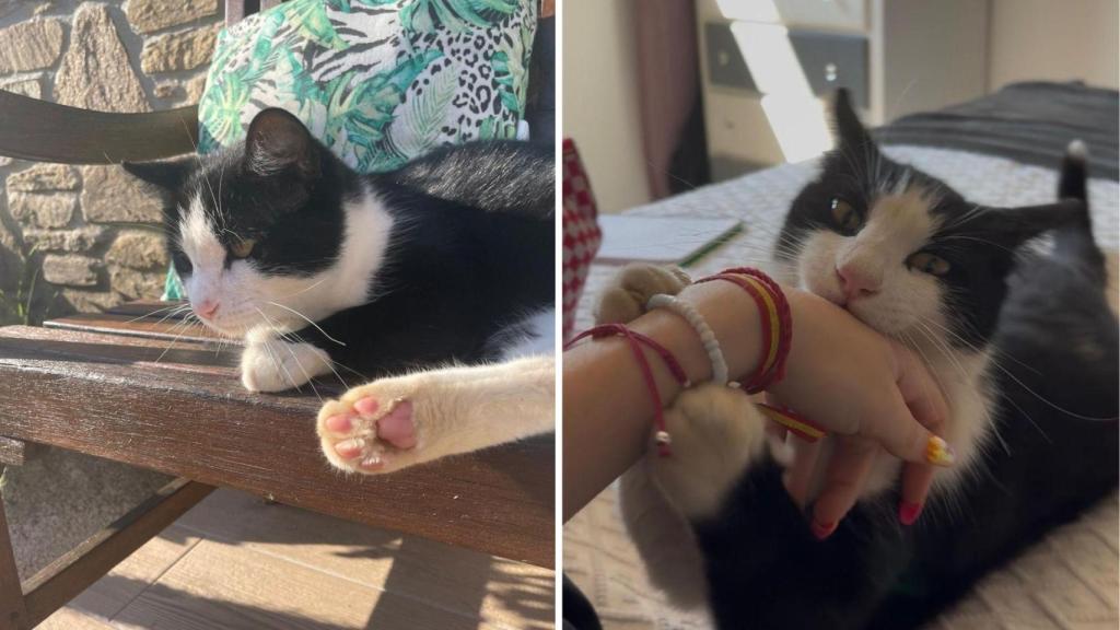 El gato Moncho, desaparecido en Oleiros.