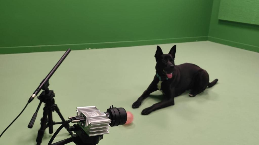 Un perro en el estudio