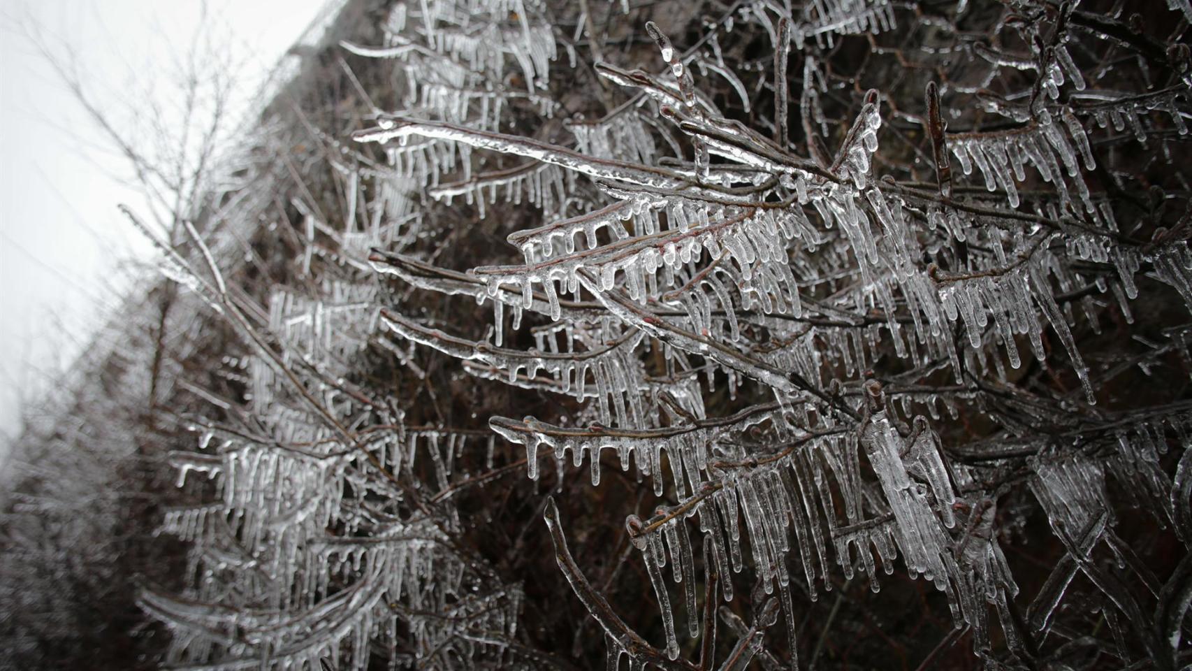 Un arbusto con las ramas heladas en Becerreá, donde la temperatura ha caído hasta los -5ªC, a 23 de enero de 2023, en Becerreá, Lugo, Galicia (España)