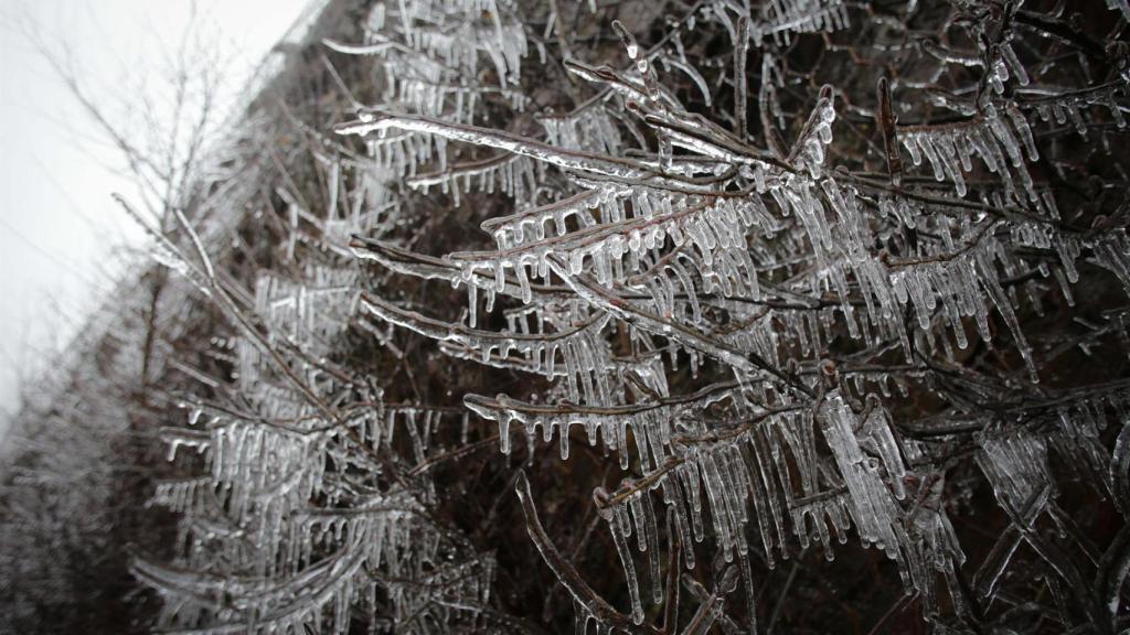 Un arbusto con las ramas heladas en Becerreá, donde la temperatura ha caído hasta los -5ªC, a 23 de enero de 2023, en Becerreá, Lugo, Galicia (España)