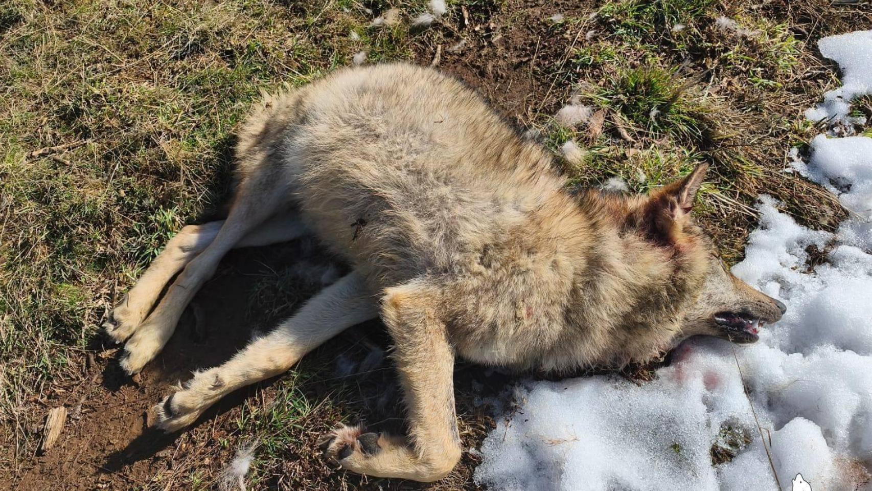 Imagen del lobo ibérico que ha aparecido muerto en la Montaña Palentina