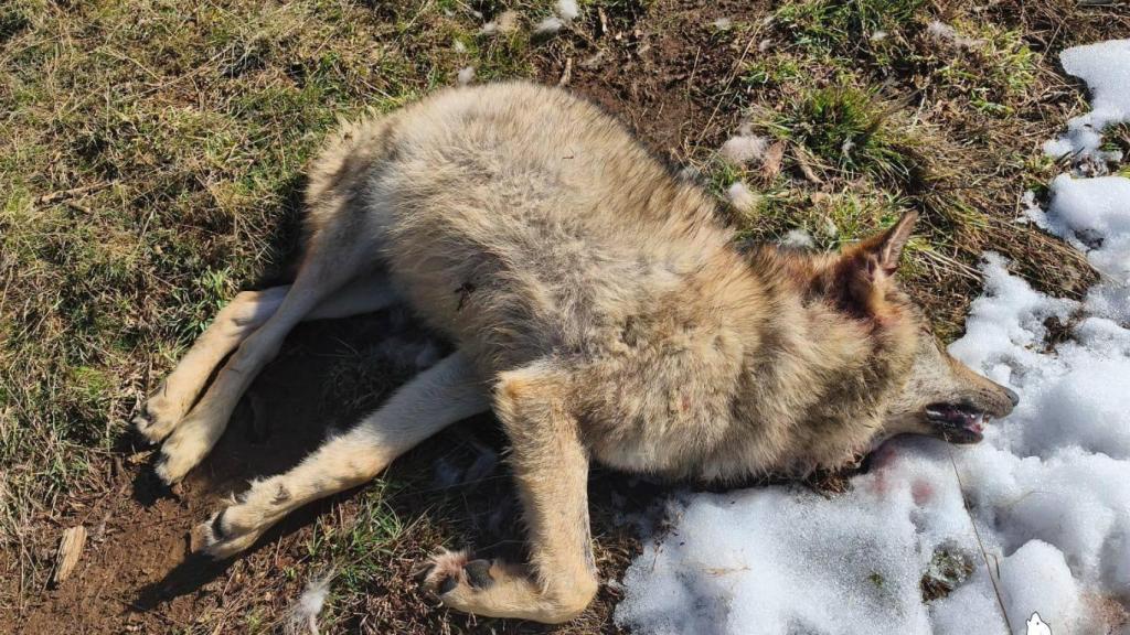 Imagen del lobo ibérico que ha aparecido muerto en la Montaña Palentina