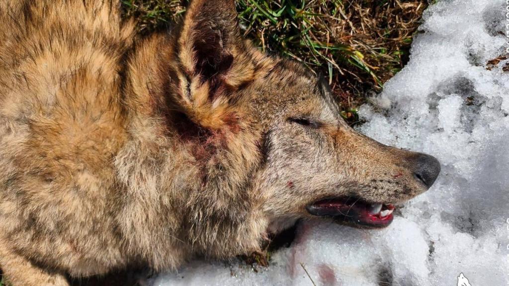 Imagen del lobo ibérico que ha aparecido muerto en la Montaña Palentina