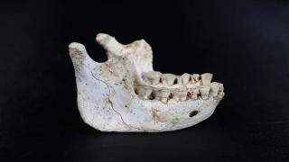 Unos fósiles de 773.000 años encontrados en Marruecos confirman el origen africano de los humanos modernos