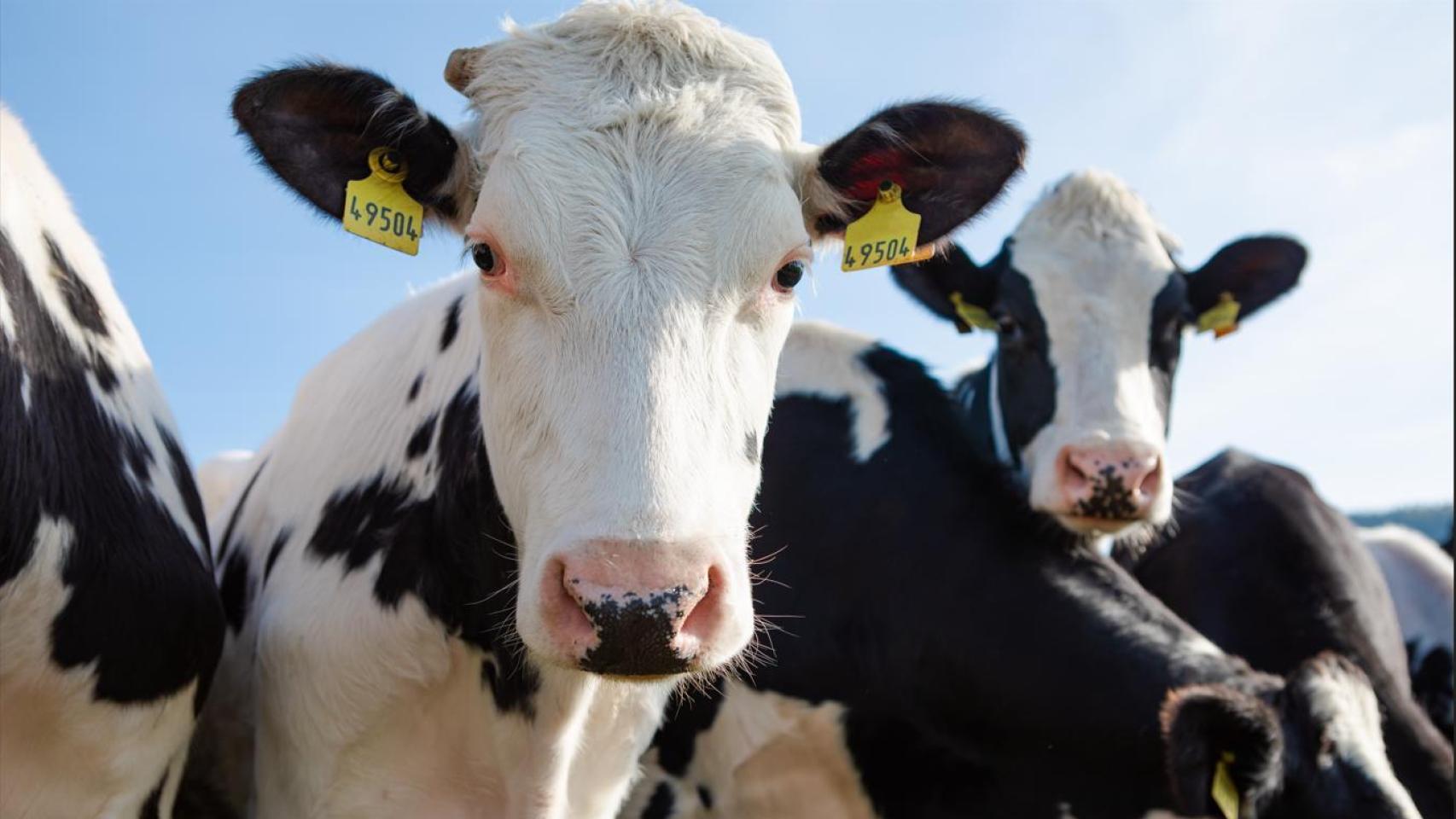 Imagen de archivo de vacas