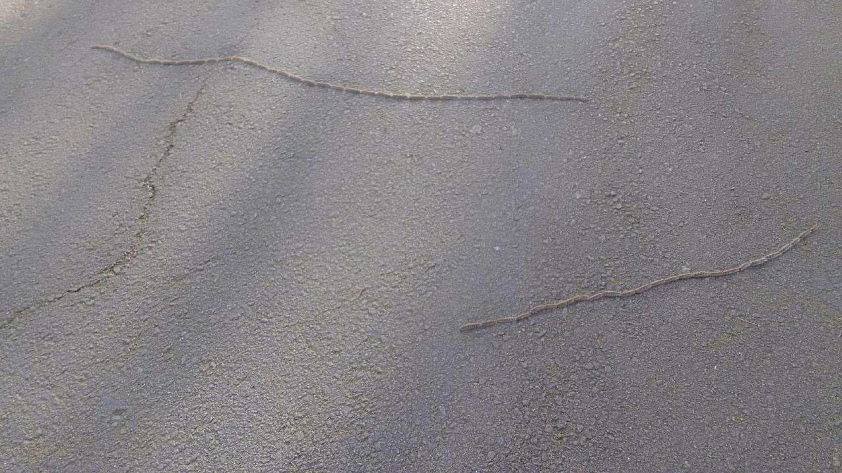 Denuncian en A Coruña la presencia de procesionaria en el parque de Santa Margarita