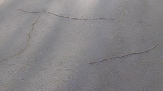 Denuncian en A Coruña la presencia de procesionaria en el parque de Santa Margarita