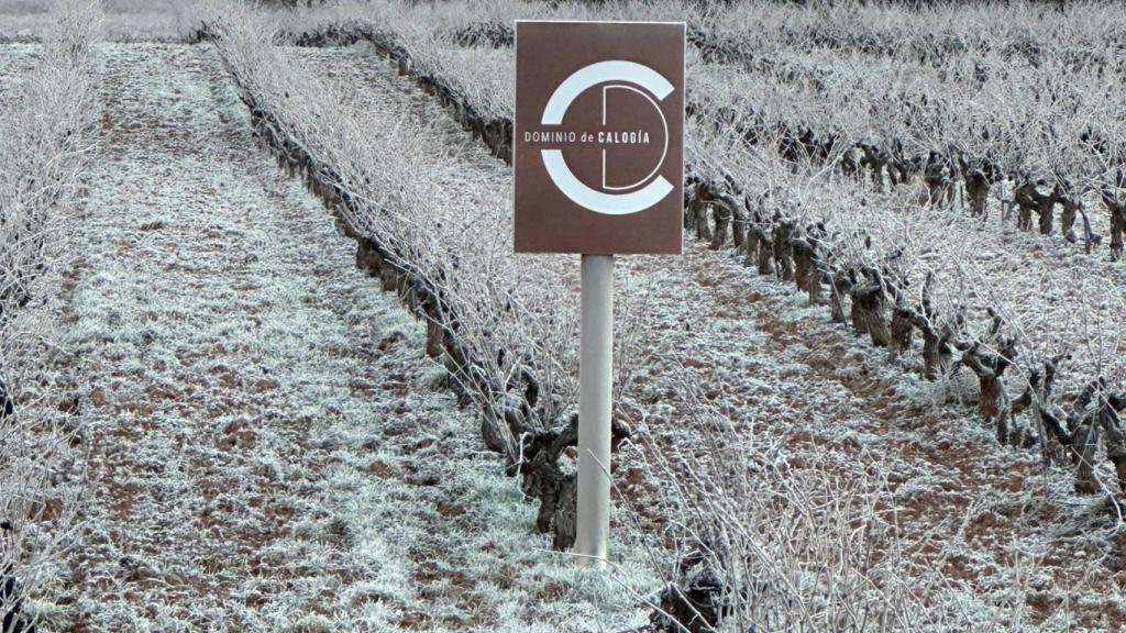 Los viñedos de Dominio de Calogía en invierno.