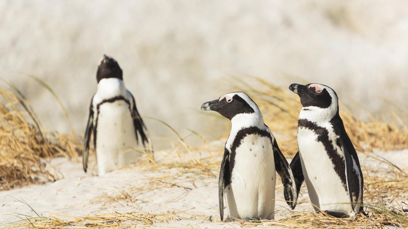 Pingüinos africano en las rocas de una playa en el sur de África.