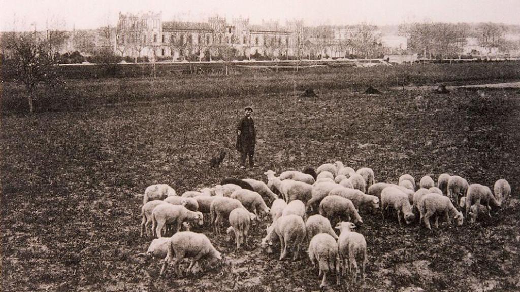 Las ovejas bebiendo agua del manantial termal de Caldes de Malavella (Gerona).