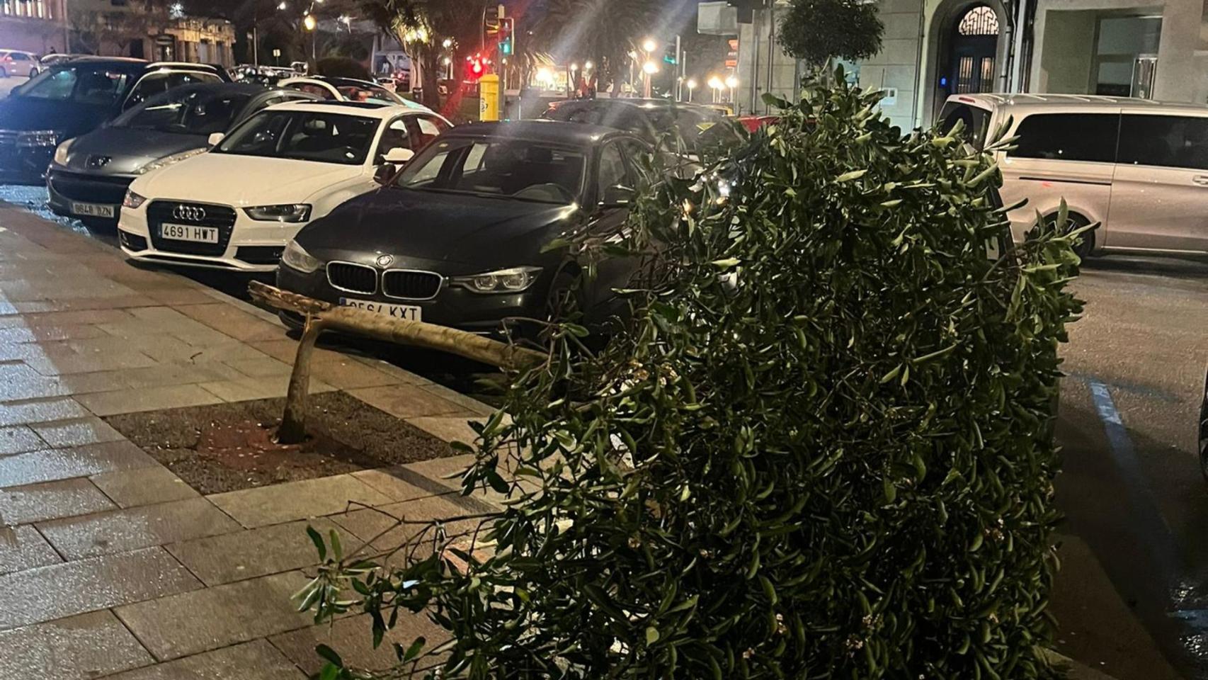Un árbol roto en la calle Alfredo Vicenti