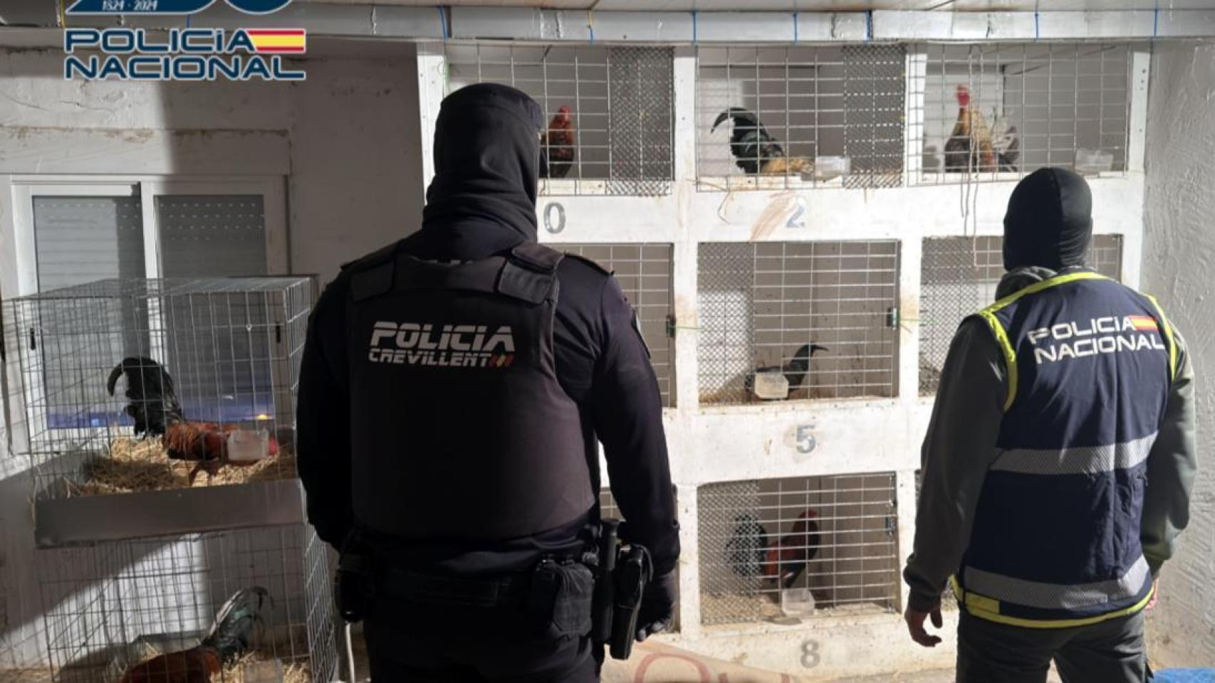 Los gallos descubiertos en el domicilio.