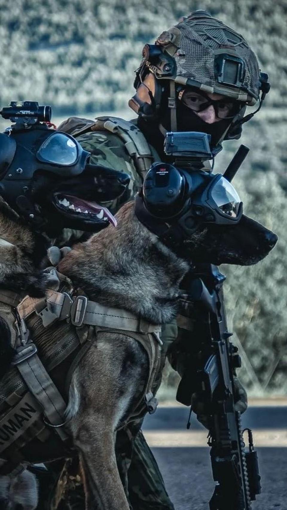 Cães Truman e Zero na missão SOTG XVII