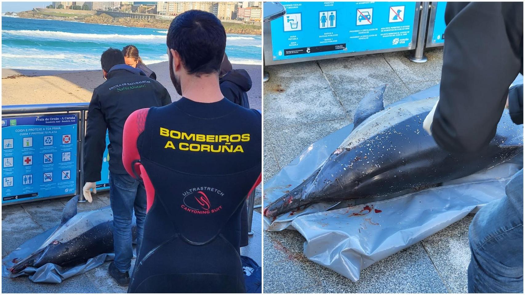 Aparece varado en A Coruña un delfín de dos metros