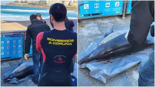 Aparece varado en A Coruña un delfín de dos metros