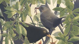 Ilustración de Nicolas Jolivot para 'Tino, un mirlo en mi jardín' (Errata Naturae)