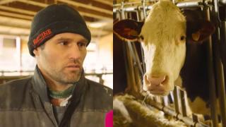 Tomás (40), ganadero y una de sus vacas, en un montaje de El Español