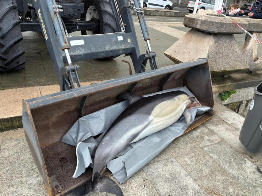 El delfín que apareció muerto este viernes en A Coruña.