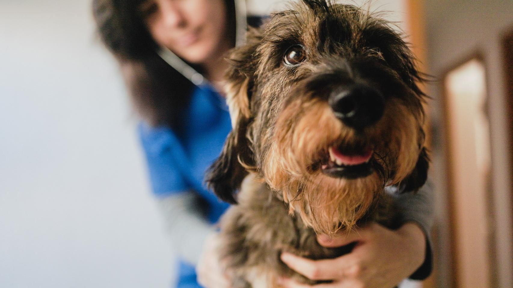 Un perro visitando el veterinario.