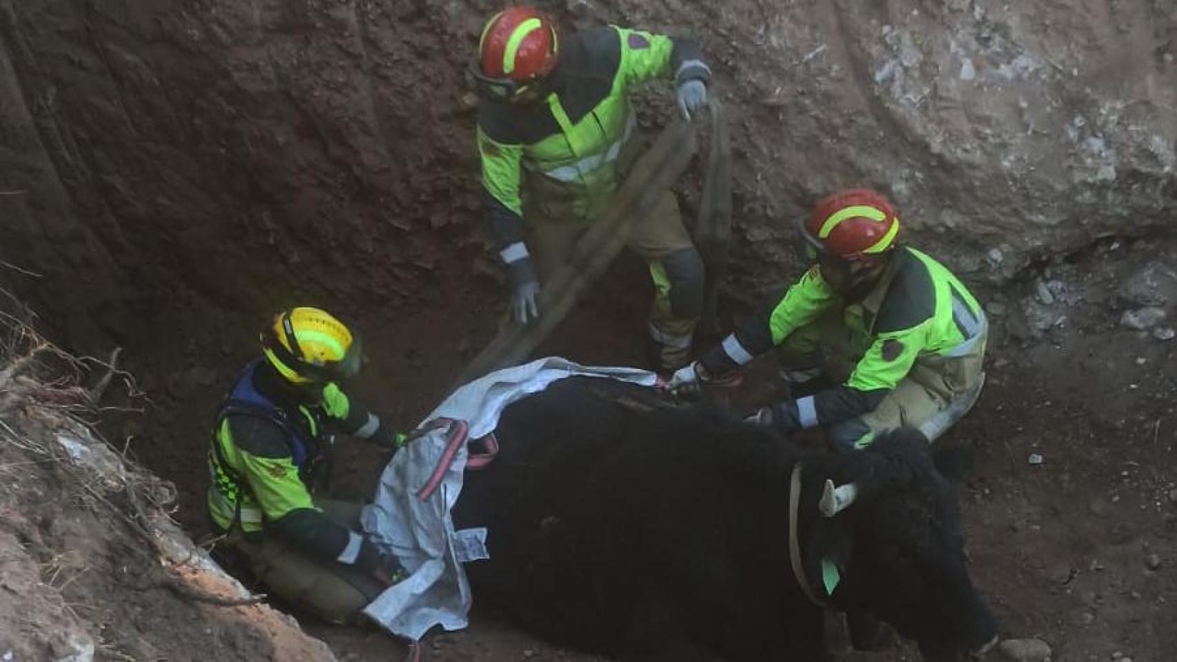 Rescate de una vaca en una acequia de Olba (Teruel)
