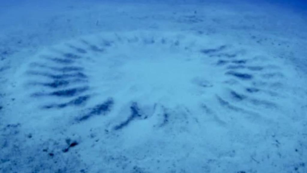 Estos círculos tardan nueve días en construirse.