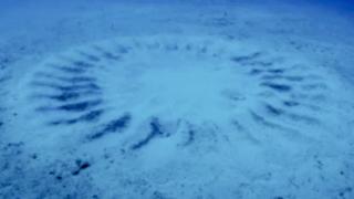 El gran misterio de los círculos submarinos del mar de Japón:
