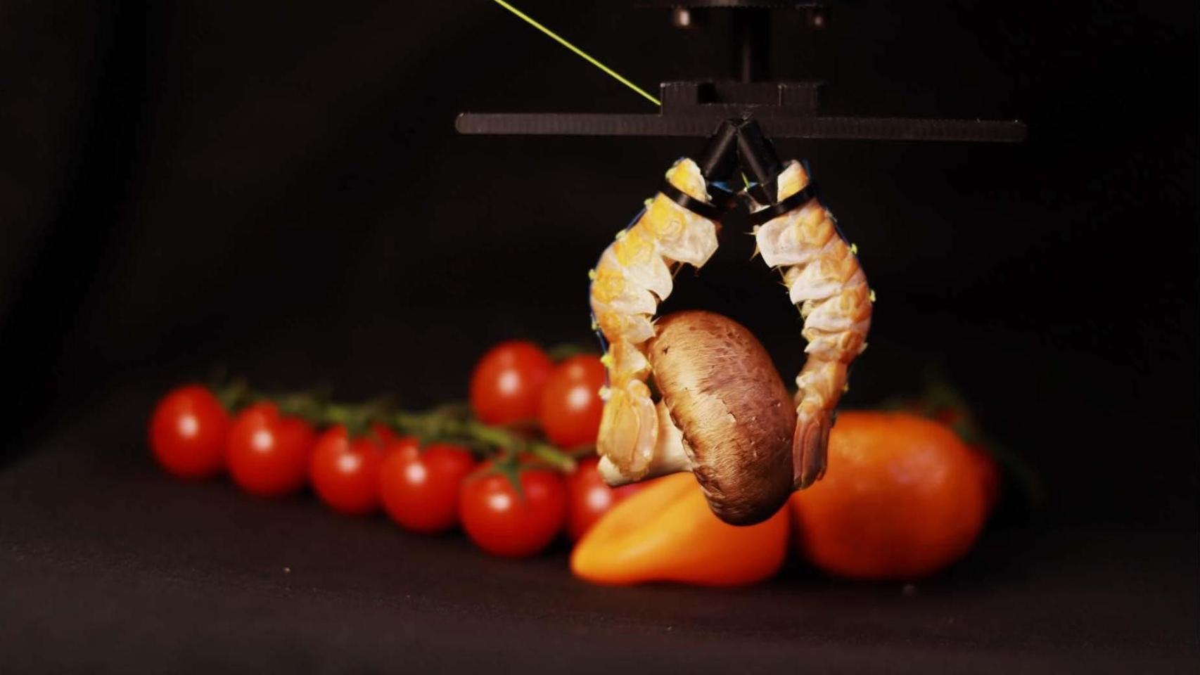 Pinzas robótica diseñadas con residuos de langostinos.