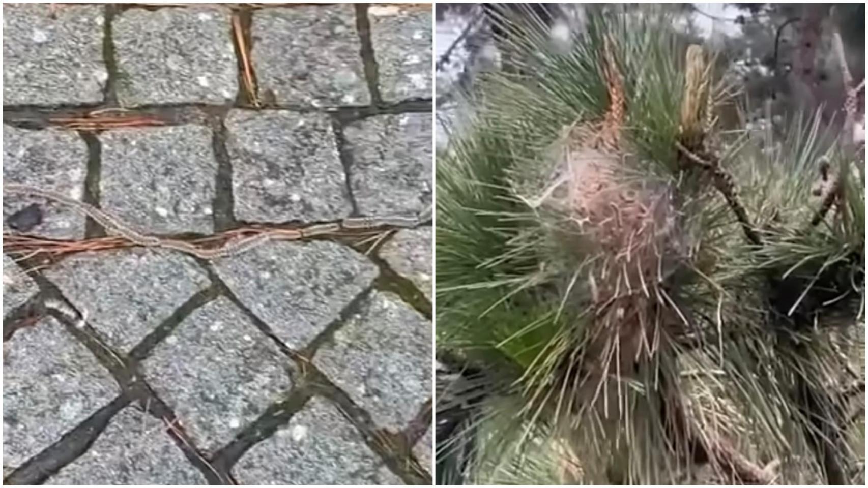 La plaga de procesionaria preocupa en el área de A Coruña y llega a Santa Cristina (Oleiros)