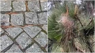 La plaga de procesionaria preocupa en el área de A Coruña y llega a Santa Cristina (Oleiros)