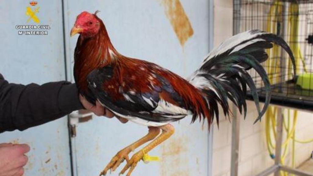 Uno de los gallos de raza Combatiente Español