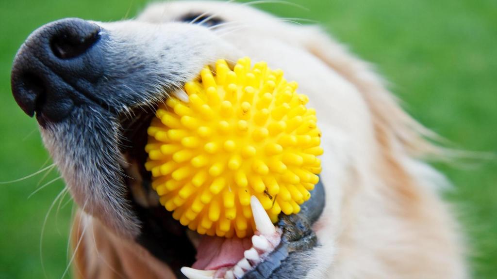 Un perro jugando con una pelota amarilla.