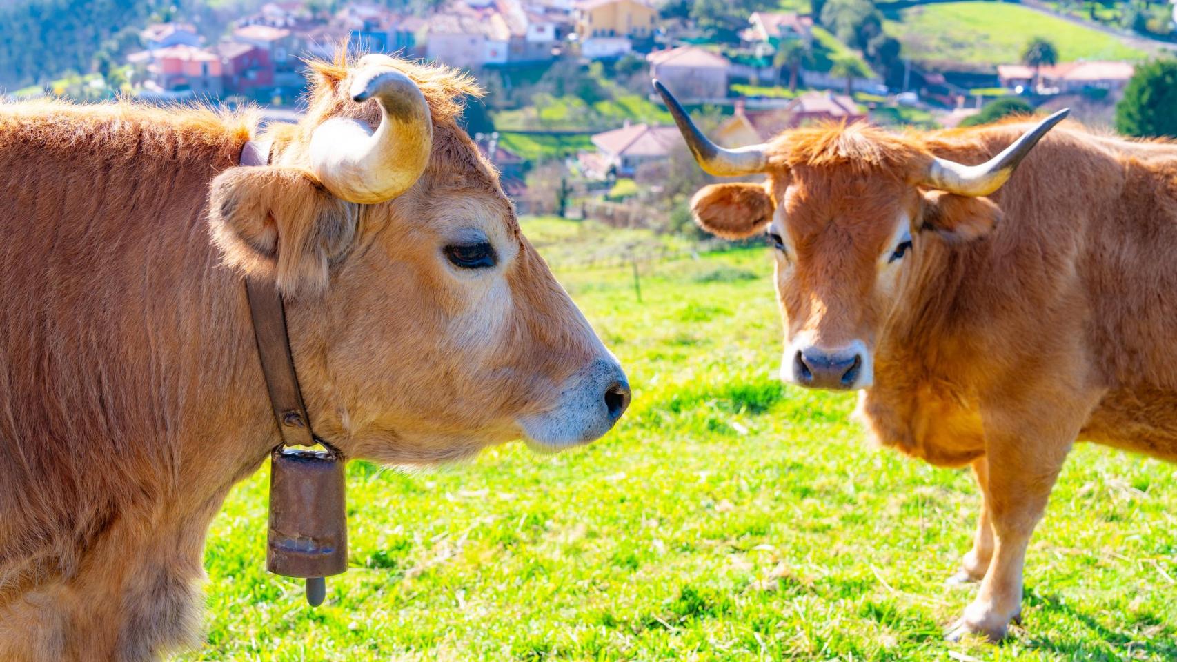 Imagen de archivo de unas vacas pastando en Asturias.
