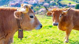 Imagen de archivo de unas vacas pastando en Asturias.