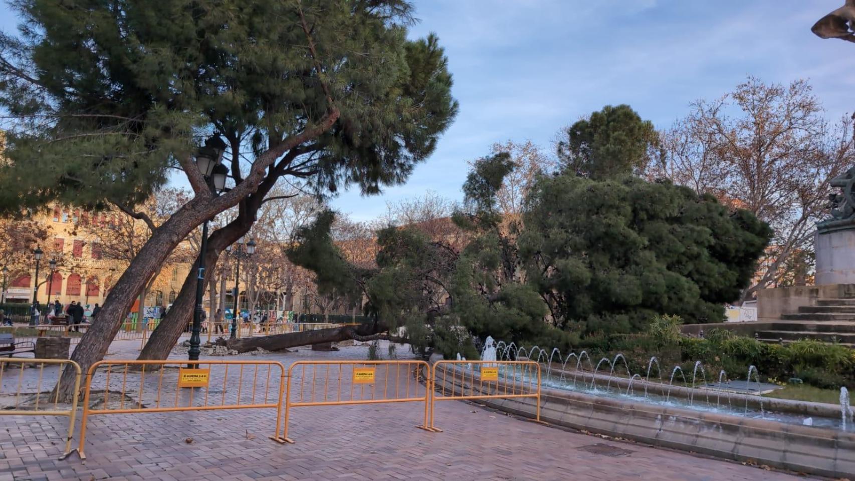 El pino caído en la plaza de los Sitios, Zaragoza.