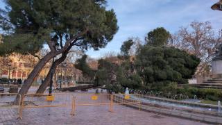El pino caído en la plaza de los Sitios, Zaragoza.