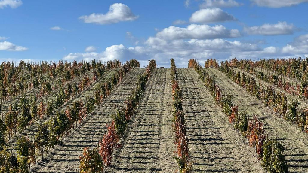 Terrenos de las Bodegas Pascual Fernández