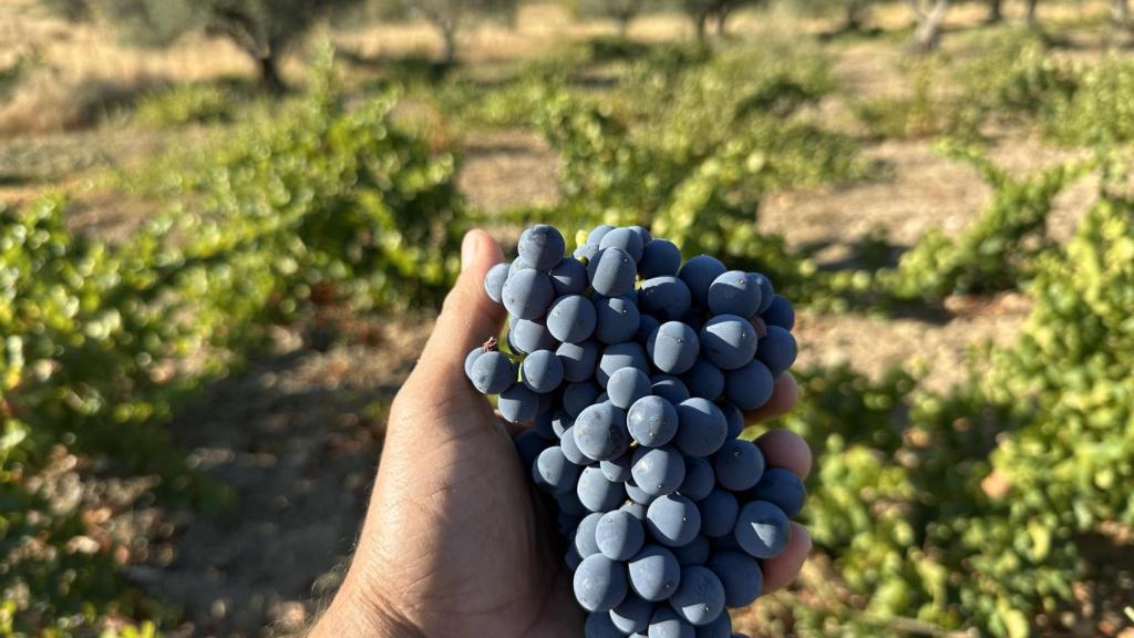 Detalle de las uvas de las cepas de las bodegas de Pascual Fernández